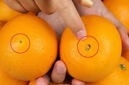 Why Big Navel Oranges Are Not What You Think