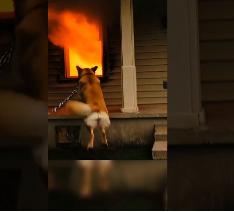 Brave Dog Jumps Into Burning House to Save His Family! - DAILY NEWS