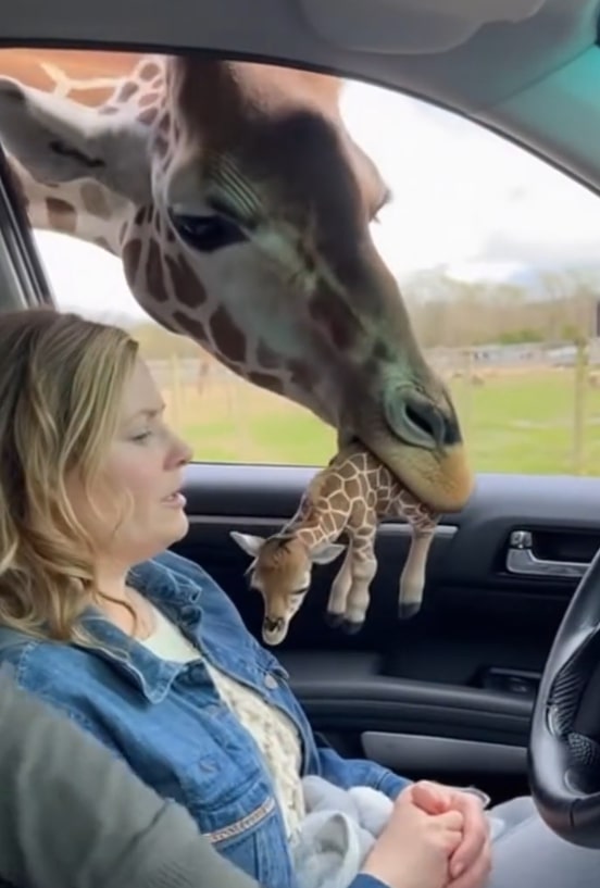 giraffe baby rescue hope