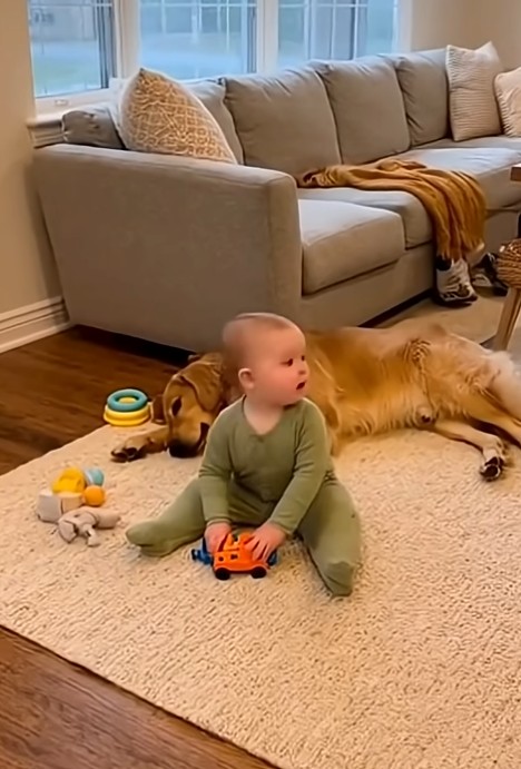 baby got scared and support from dog