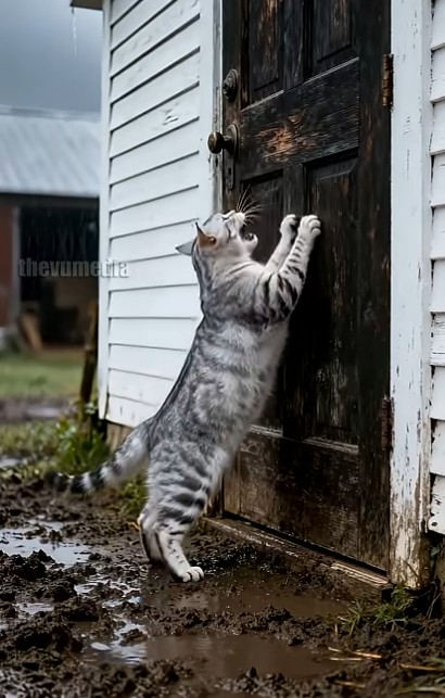 cat needs help to rescue her drowning kitten