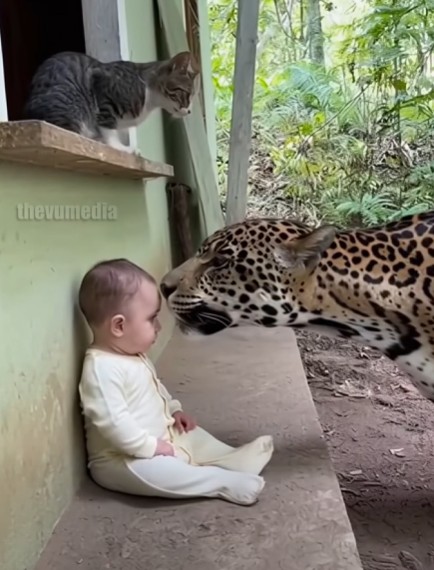cat saves baby from jaguar tiger