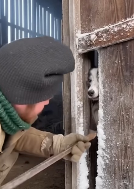 dog trapped and rescued