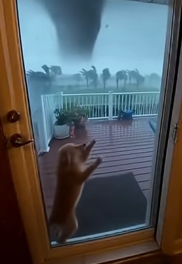 puppy got taken away from tornado