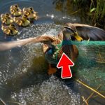 10-duck-water-stuck-Cover