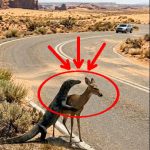 11-deer-lizard-Cover