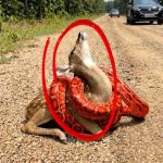 12-redsnake-deer-Cover