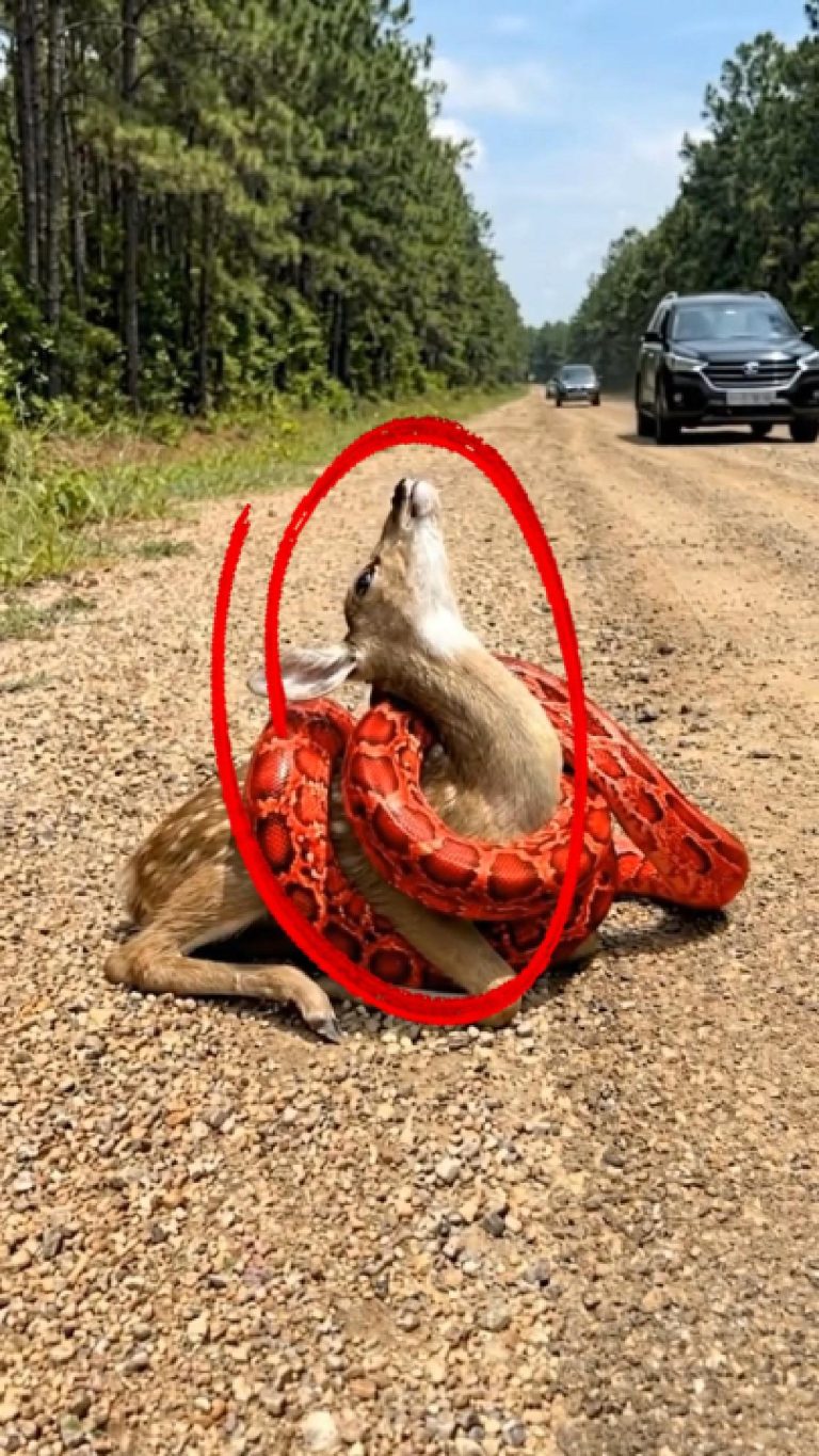 12-redsnake-deer-Cover