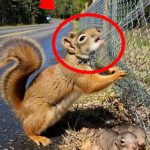 13-squirrel-snake-Cover