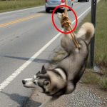 16-dog-tied-Cover