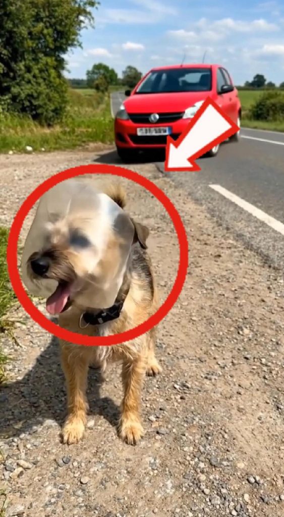 A Dog in Trouble on the Road, Only One Person Stopped to Help - DAILY NEWS