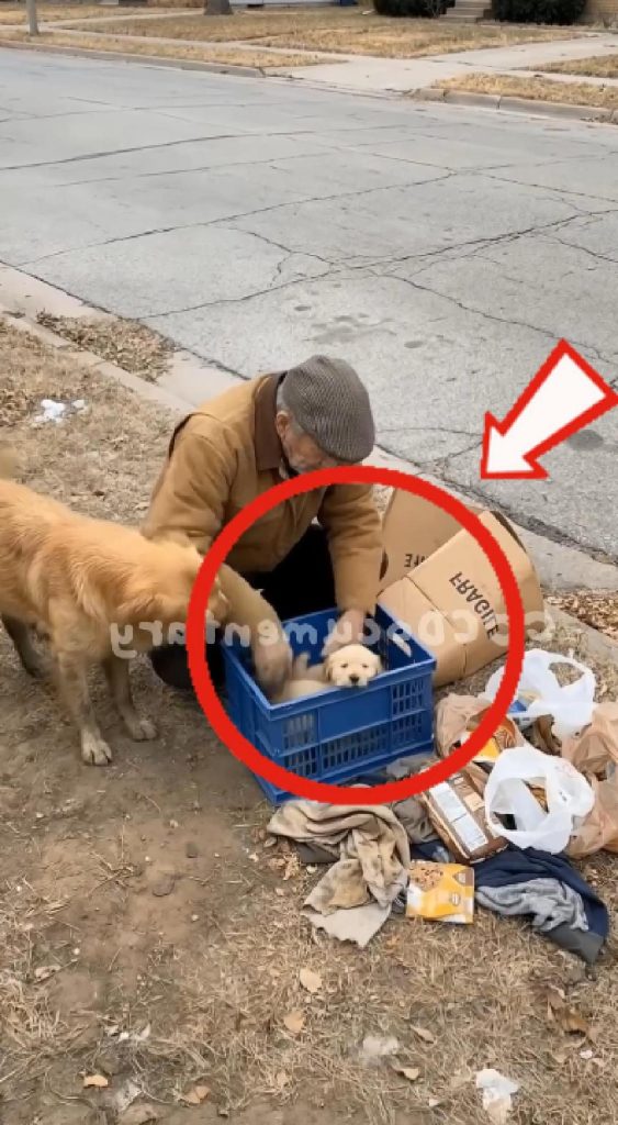 A Stray Mother Dog and Her Puppies Get a Brand New Home Thanks to One ...
