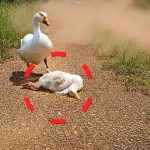 100-duck-thirsty-Cover