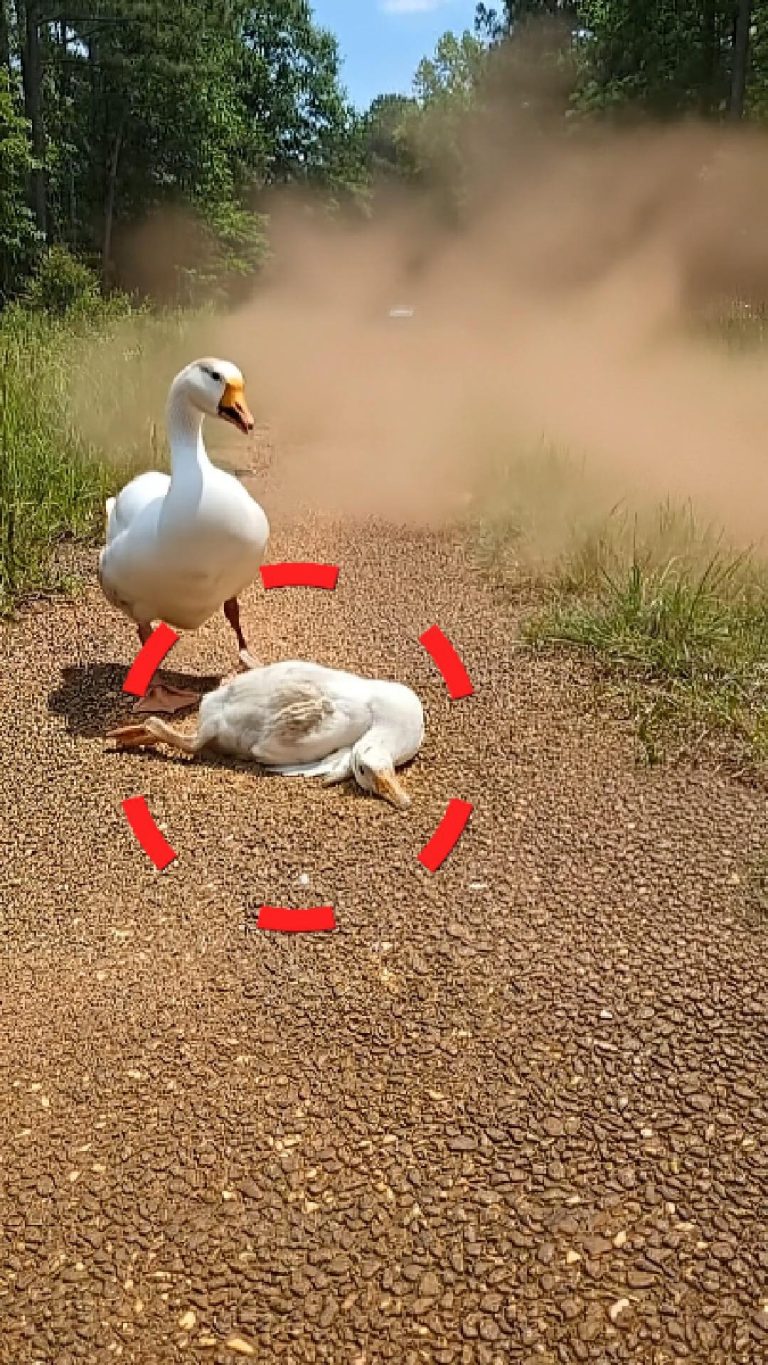 100-duck-thirsty-Cover
