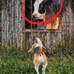103-cow-fire-Cover