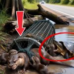103-otters-tortoise-Cover