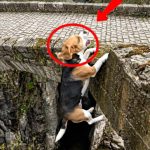 105-dog-falling-Cover