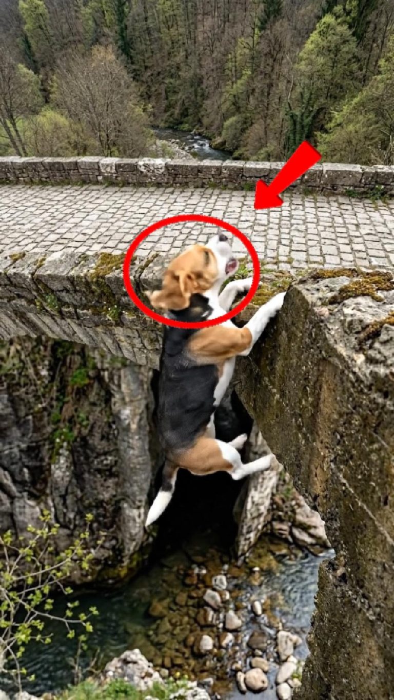 105-dog-falling-Cover