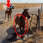 105-horse-trapped-Cover