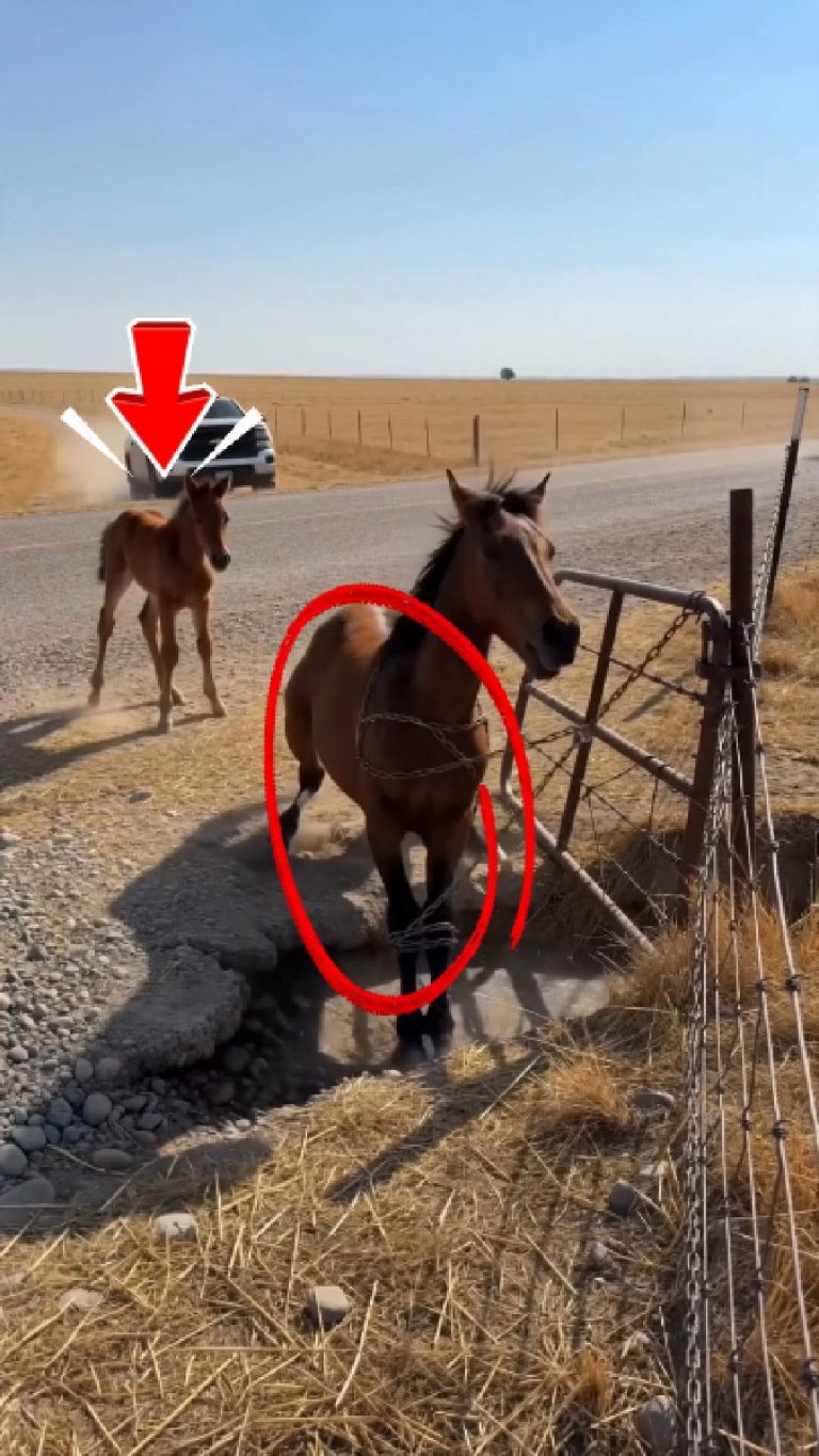 105-horse-trapped-Cover