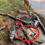 106-deer-Cover