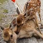 107-deer-monkey-Cover