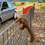 108-squirrel-Cover