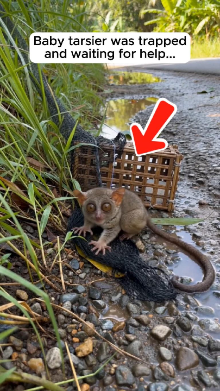 109-tarsier-Cover