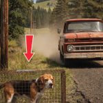 111-dog-cage-Cover