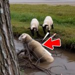 113-sheep-Cover