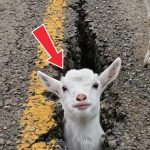 115-goat-stuck-Cover