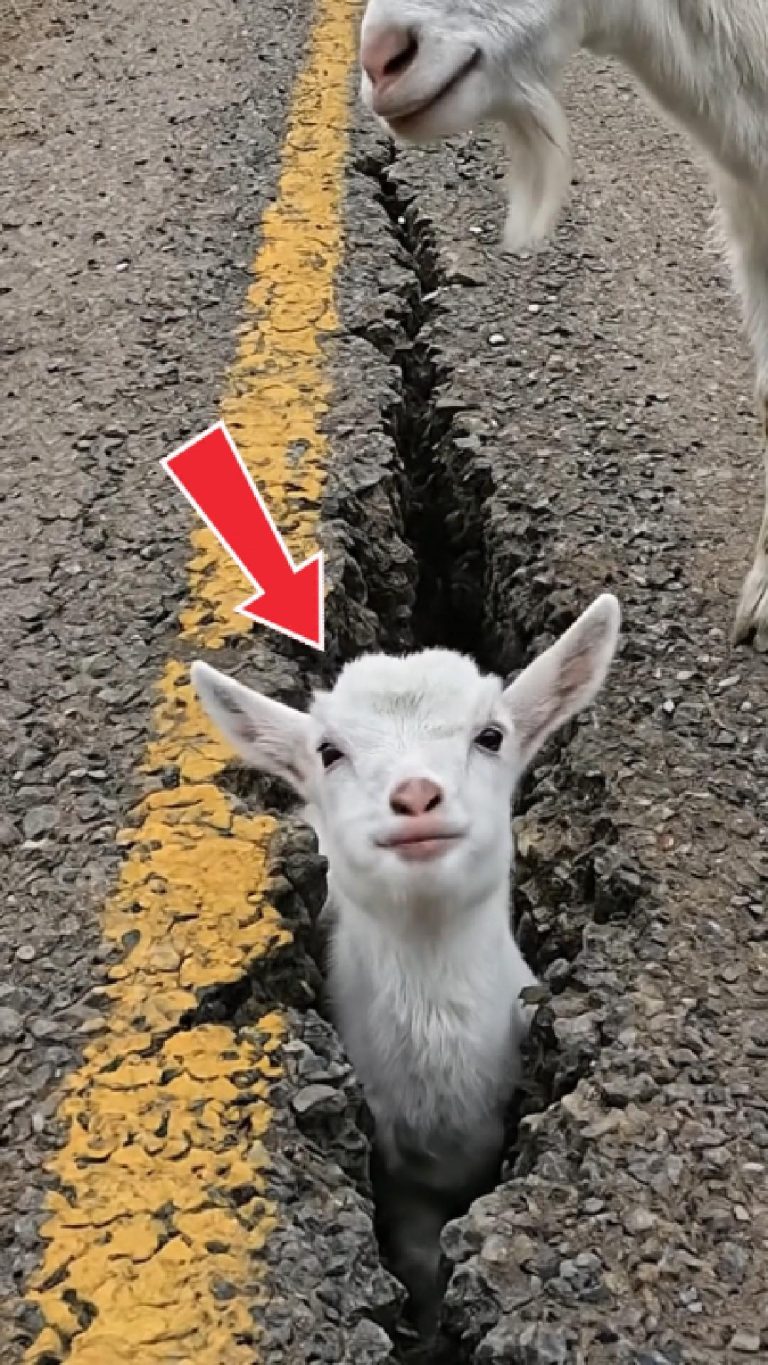 115-goat-stuck-Cover