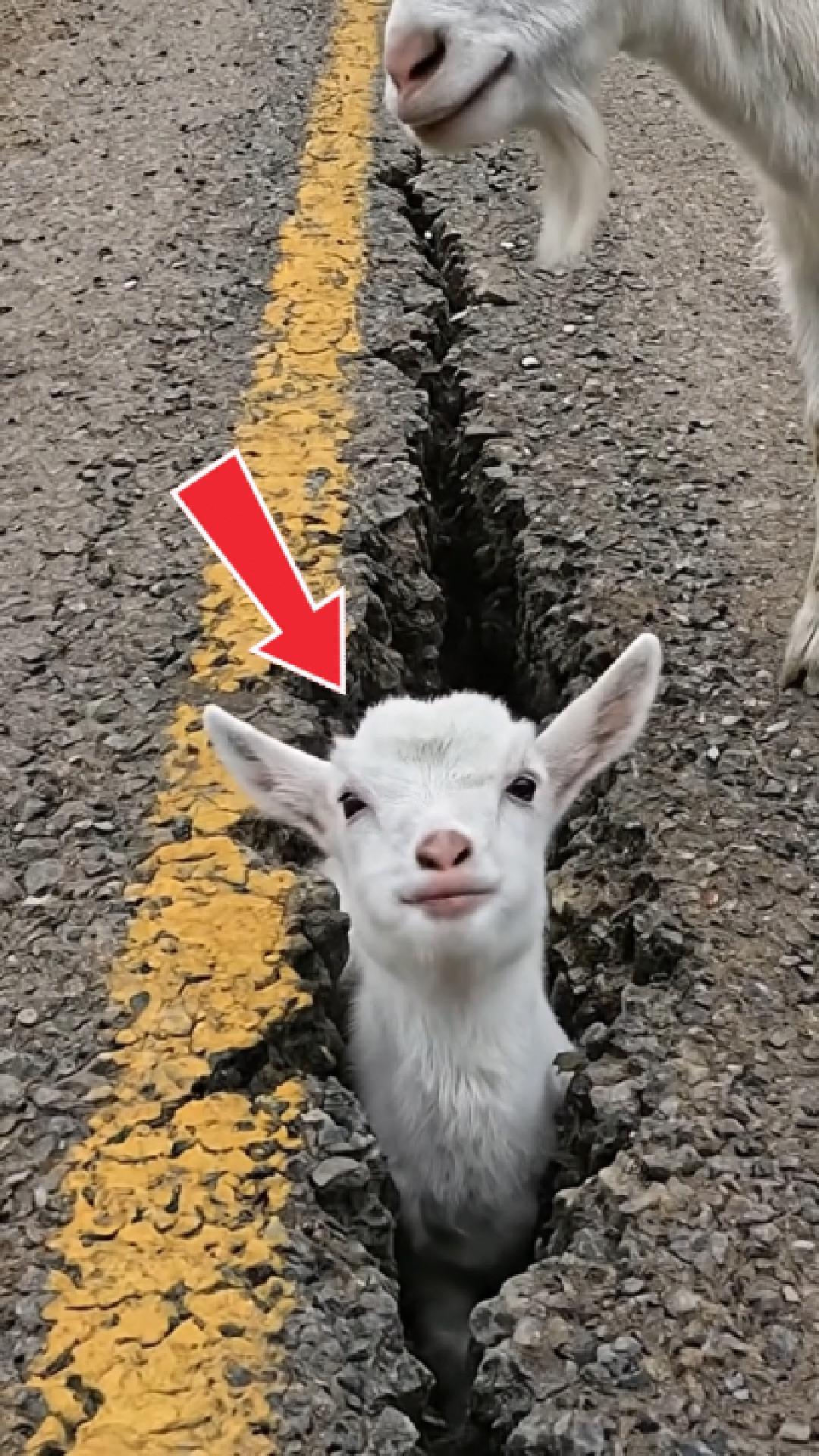 Baby goat trapped inside asphalt crack, while mother signals for rescue ...