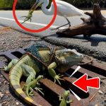 116-lizard-Cover