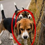 117-tied-dog-Cover