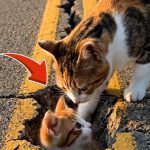 118-cat-stucked-Cover