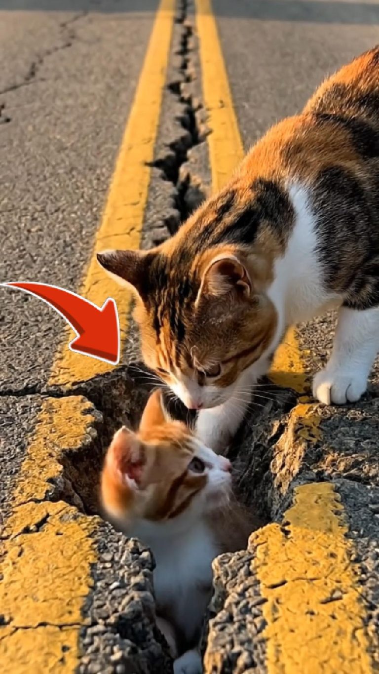 118-cat-stucked-Cover