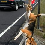 119-dog-tied-Cover