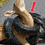121-deer-snake-Cover