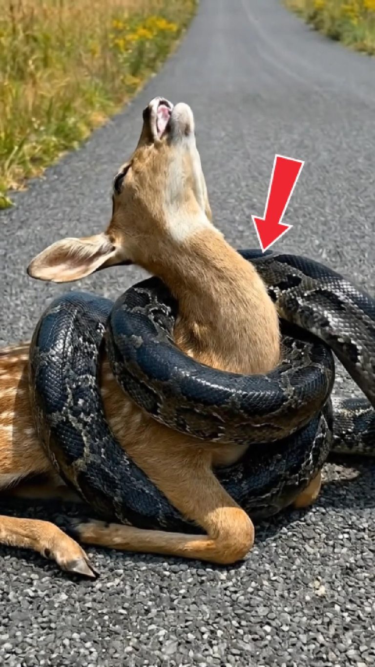 121-deer-snake-Cover