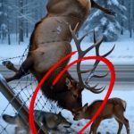 122-elk-wolf-Cover