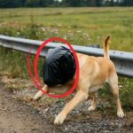 124-dog-trashbag-Cover