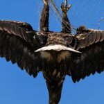 125-eagle-rescue-Cover