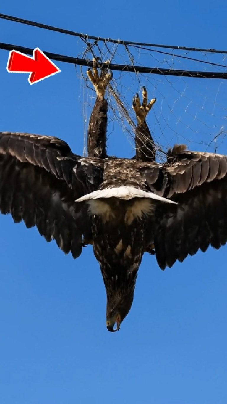 125-eagle-rescue-Cover