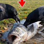 127-dog-fish-Cover