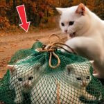 128-cat-Cover
