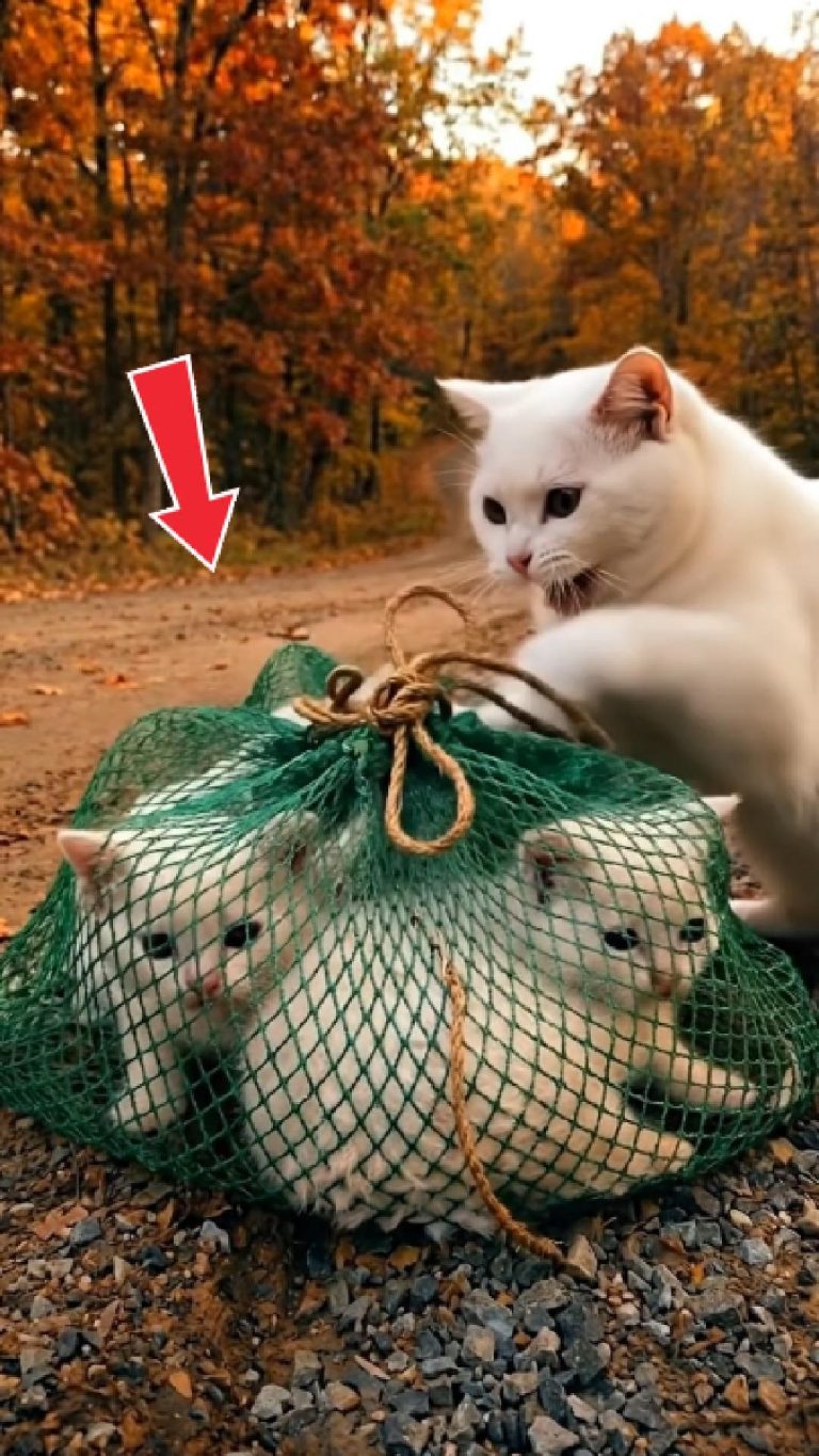 128-cat-Cover