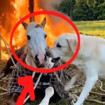 129-dog-horse-Cover