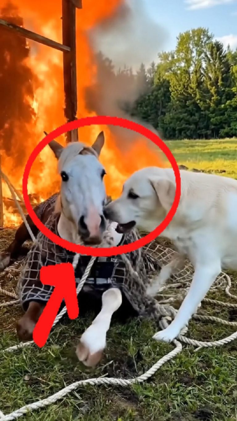 129-dog-horse-Cover
