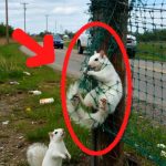 131-squirrel-Cover